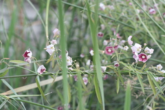 Oxystelma esculentum